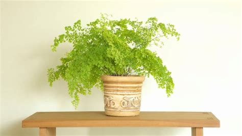 Brown spots on the leaves may indicate damage from the wind and/or sunlight. How to choose the right indoor plant for tricky spots ...