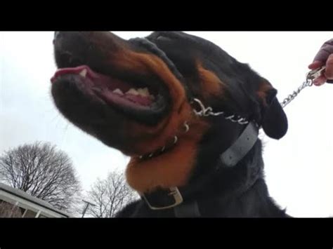 King Rottweiler won't Walk on Leash - Dog Whisperer BIG ...