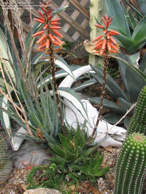 How to grow and care for aloes, varieties, ids, and an aloes: PlantFiles Pictures: Aloe 'Crosby's Prolific' (Aloe) by ...