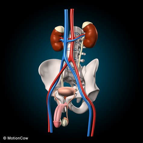 The anatomy of the urethra. Male Reproductive & Urinary System - MotionCow