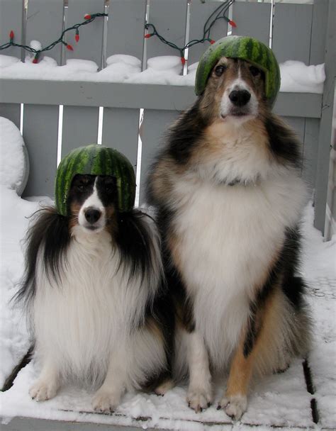 Apparently the trend has even caused a shortage of watermelons at supermarkets in the days preceding a game. Shelties in Riderville | The Saskatchewan Roughriders are ...