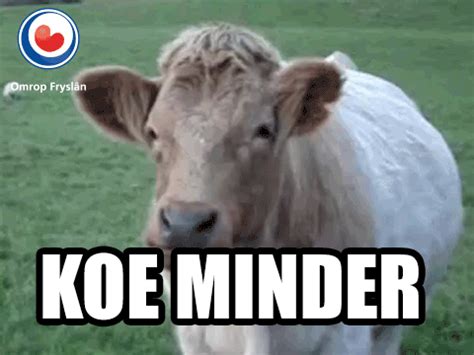 Dêrnjonken is omrop fryslân radio yn grutte parten fan europa te beharkjen oer de astra 3 satellyt op 23,5 graden east. Koe GIF by Omrop Fryslân - Find & Share on GIPHY