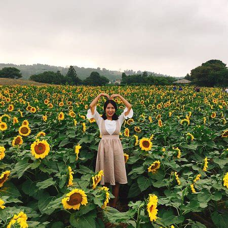 제주시에서 서귀포 표선으로 향하는 번영로에 위치한 해바라기 농장이다. 김경숙해바라기농장 - 제주 - 김경숙해바라기농장의 리뷰 - 트립 ...