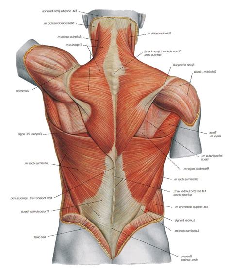 Check spelling or type a new query. Back Muscles Anatomy Anatomy Of The Back Muscles Anatomy ...