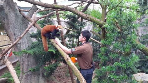 This handout photograph made available by wildlife reserves singapore on august 15, 2021 shows female giant panda jia jia hodling her first panda cub, born on august 14. Singapore : Red Panda feeding at River Safari Singapore ...