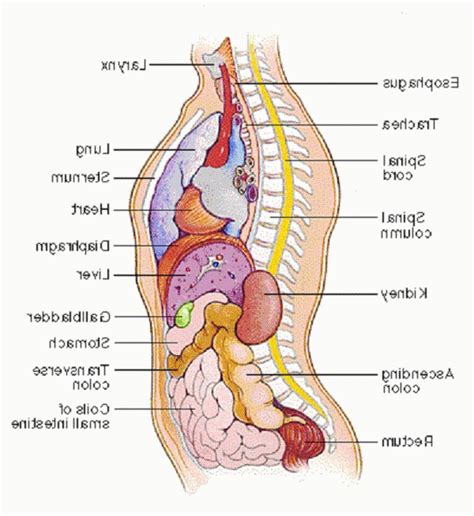 Test your knowledge on the. Pin on human anatomy drawing