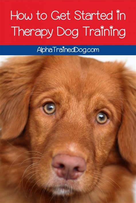 It essentially explains your disability and that you are a great candidate. 5 Tips for Therapy Dog Training - Alpha Trained Dog