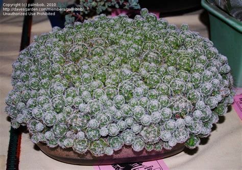 Photos, art, growing tips, sales/trades, news, stories. PlantFiles Pictures: Mammillaria Species, Thimble Cactus ...