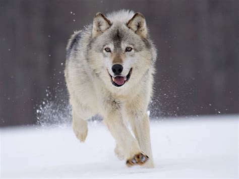 605 views | 1535 downloads. Wolf Wallpapers Free Download | PixelsTalk.Net