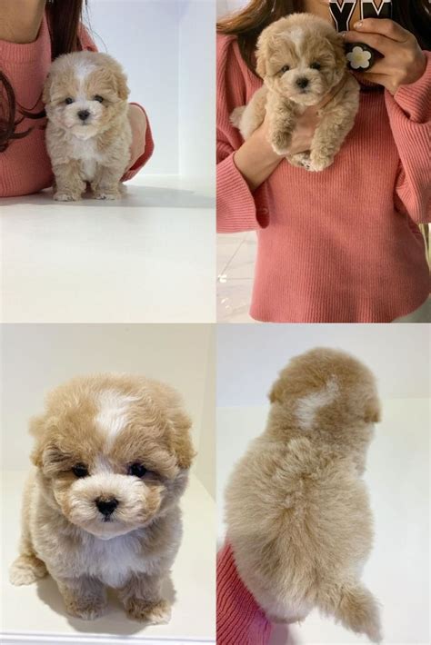 Find teddy bear poodle in canada | visit kijiji classifieds to buy, sell, or trade almost anything! Teacup Toy Poodle Puppies For Sale Near Me