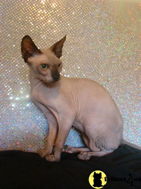 Sphynx cats have the same protein in their saliva that causes the allergic reaction in most people allergic to cats. Sphynx Kitten for Sale: Babysuede Seal Mink Male 11 Yrs ...