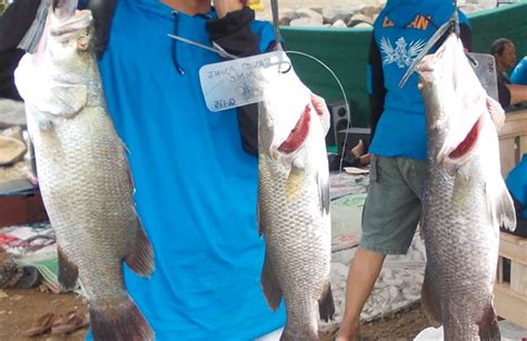 Mancing ikan tipe ini boleh pagi maupun sore hari. Cara Mancing Kakap Putih Di Siang Hari / Macannya Mancing Di Muara Blacan Ikan Besar Gahar Di ...