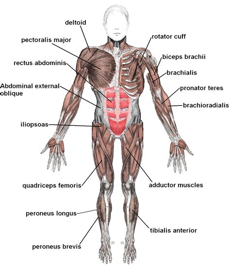 Orientation and landmarks to memorize. Muscular system - Wikipedia