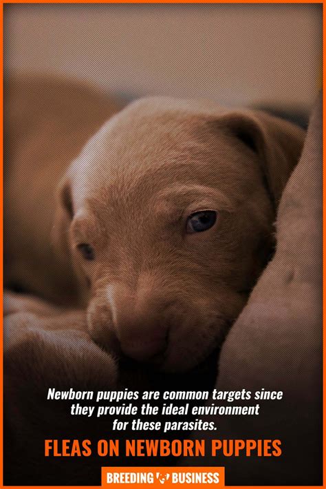 What causes diarrhea in newborn puppies? How To Get Rid Of Fleas On Newborn Puppies - Treatment & FAQs