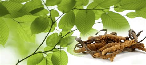 Perlunya ada satu gabungan yang bertindak untuk mengawal selia dan mendaftarkan kesemua perawat ini sekali gus menjadikan statusnya berdaftar tanpa diragui oleh masyarakat. suci-codelink: Cordyceps Sinensis
