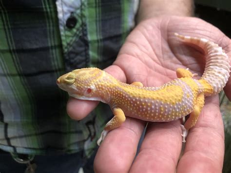 In this video, i will cover three albino lines and show you the different characteristics that each one has.#leopardgeckoalbinos #leopardgeckomorph. z(OUT OF STOCK) - LEOPARD GECKO - TREMPER ALBINO, CB (Euble