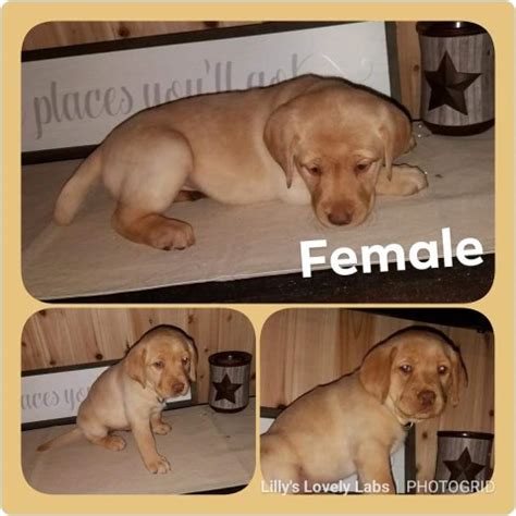 Thinking of getting a labrador puppy? Labrador Retriever puppy dog for sale in Springtown, Texas