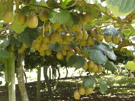 The flowers of the kiwi plant, with its large and wheel shape, appear from june to july. Golden Kiwi facts and health benefits