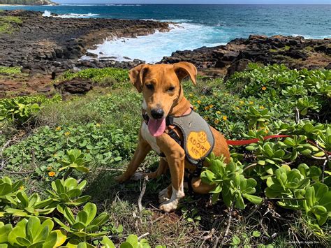 Short articles, opinions, comments and information. Kauai Humane Society: Dog Field Trips/Short-Term Fostering ...