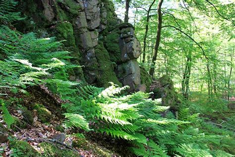 Söderåsen is a ridge (more precisely, a horst) in scania in southern sweden. Söderåsens Nationalpark