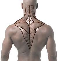 The cervical spine protects the nerves females and people over the age of 50 have a higher risk of osteoporosis. How to Draw the Upper Back - Anatomy and Motion | Proko