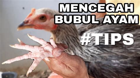 CARA MENCEGAH BUBUL PADA KAKI AYAM - YouTube