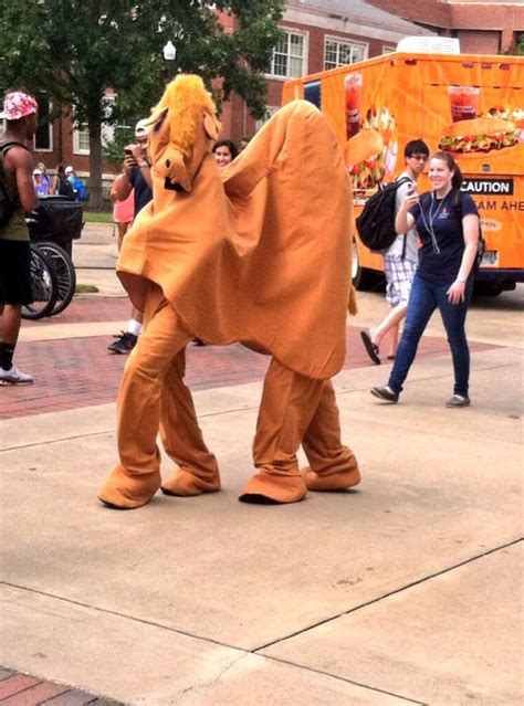 The third hump is a euphemism for intercourse. Two dudes celebrate Hump Day by walking around Auburn's ...