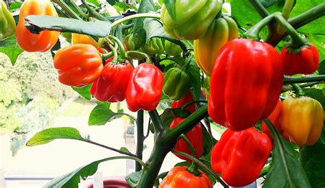 Bhut jolokia, habaneros, tabasco chili plants grow much faster with sufficient root space. C-Photos: Bhut Jolokia