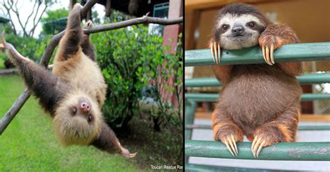 All five living species are limited to the lowland tropical forests of south and central america. 15 Cutest Sloth Pictures To Celebrate International Sloth ...