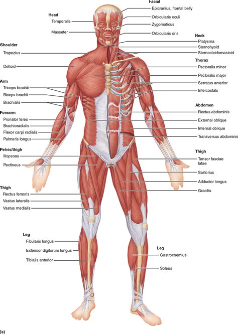 The many small muscle actions accompanying all quiet activity, from sleeping to head scratching, ultimately a full 25% of all basal metabolic energy consumed by the body is used to maintain electrical the following diagram summarizes the basic energetic functioning in the human body. Major Skeletal Muscles of the Body | Human body muscles ...
