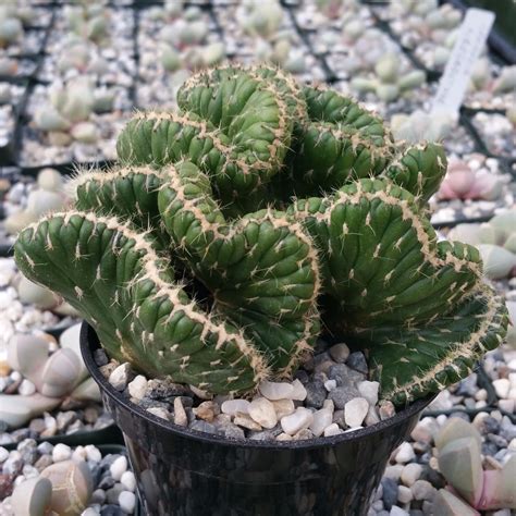 They now have an online store. OPUNTIA CYLINDRICA CRISTATA EMERALD IDOL CACTUS CACTI REAL ...