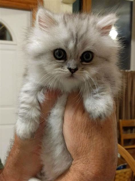 Munchkin kittens are characterized by their short legs and are classed as welcome to our munchkin cat breeders list. Siamese Persian Munchkin Cat - Animal Friends
