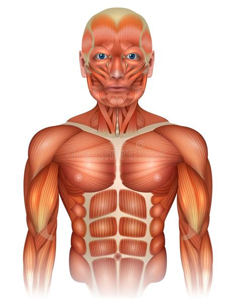 Feb 04, 2020 · the purpose of this first level of upper body plyometrics is to really simplify the movements, ensure proper sequencing, while also developing supreme amounts of power, and prime and prepare all involved tissues for more advanced exercises involving greater impacts and muscle/joint loading in subsequent phases of upper body speed/power training. Upper Torso Muscle Anatomy : Upper Body Anatomy Shoulder ...