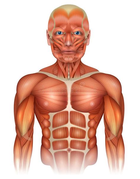 When this muscle contracts, normally the arm moves due to having less mass than the torso. Upper Torso Muscle Anatomy : Upper Body Anatomy Shoulder ...