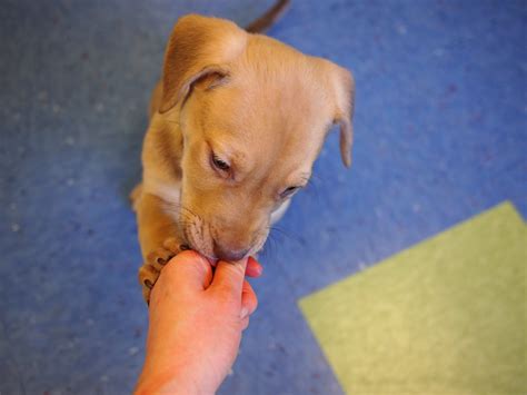 4 week old pitbull mastiff mix puppies. pit/mastiff puppies | PIT/MASTIFF MIX PUPPIES: We have 2 rem… | Flickr