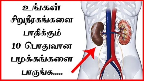 One of the most important things that you will need to talk about will be where on your body the problem is located. Kidney In Tamil Meaning - kidausx