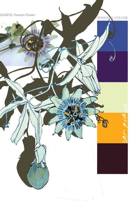 Learn more about passionflower uses, effectiveness, possible side effects, interactions passion flower is a climbing vine that is native to the southeastern united states, and central and. Planet Sam: Colour from the season - Passion Flower blues ...