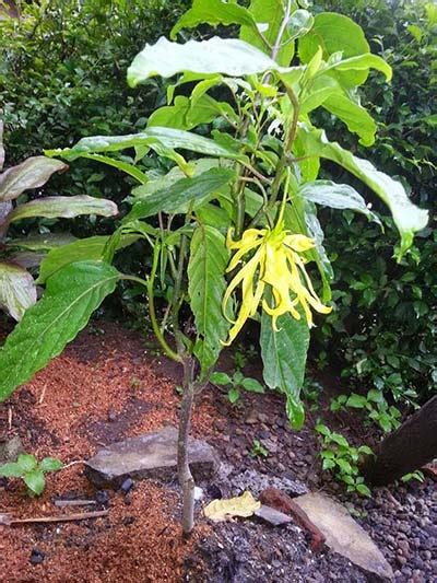 Sama famili dengan pokok durian belanda. Cara Menanam Bunga Kenanga Panduan Lengkap - Kutanam