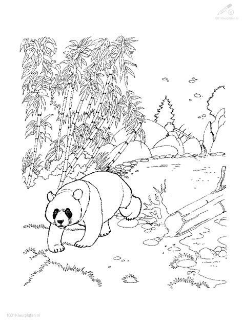 1000 x 1000 gif pixel. Warnae08: Kleurplaat Rode Panda Dieren