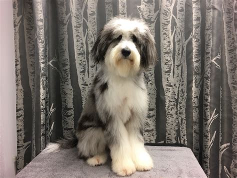 Aussie pet mobile is a quality pet grooming service that offers an exceptional full service grooming experience for your pets in a stress free environment in full comfort and safety right in your driveway. Aussie Doodle - Wags To Riches Dog Grooming