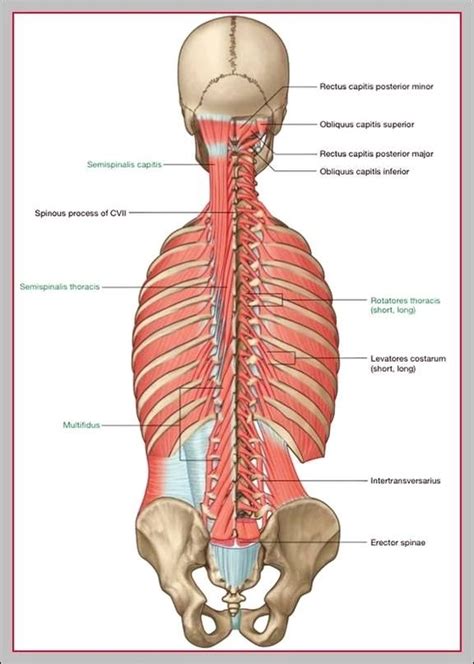 Lower back muscle diagram anatomy does degenerative disc disease affect the lower back muscle? muscular system - Page 7 - Graph Diagram