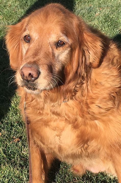 The golden retriever is a gundog that loves the water. Golden Retriever Rescue of El Paso | Rescuing stray ...