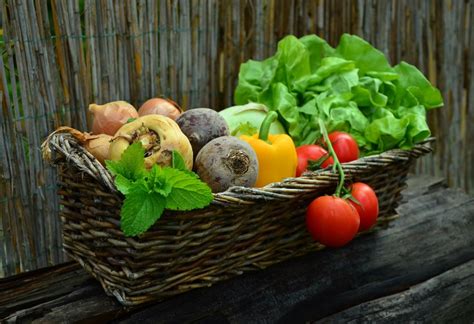 Growing an organic vegetable garden. Organic Vegetable Gardening For Beginners! | Organic ...