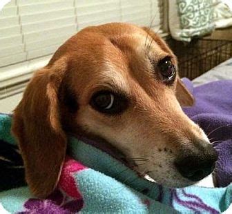 The price is $142 per night from mar 9 to mar 10$142. Houston, TX - Beagle Mix. Meet Diamond, a dog for adoption ...