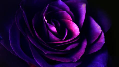 Dark Rose Purple Flower Petals HD Purple Wallpapers | HD Wallpapers ...