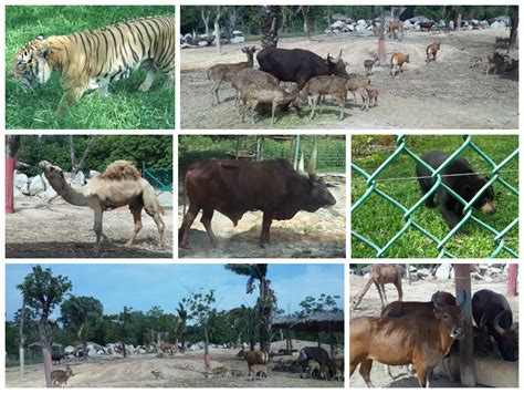 A world where the wild and tame collide. Jalan Jalan Cari Jalan: A Famosa Resort Safari Wonderland