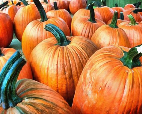 Public domain images on pexels can be downloaded and used for free even for commercial purposes. thanksgiving pumpkins, ripe, mature, crop, pumpkins ...