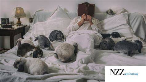 Betten, hängematten und nester für meerschweinchen. Mit zwölf Hasen im Bett | NZZ am Sonntag