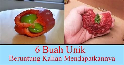 Ayam merupakan salah satu binatang kesayangan yang punya banyak penyuka terutama mulai dari peternak. 5 Buah Unik Yang Ada Di Dunia | Beruntung Orang Yang ...