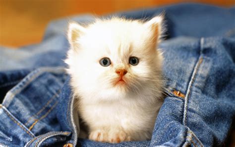Adorable - Babies Pets and Animals Photo (16887824) - Fanpop